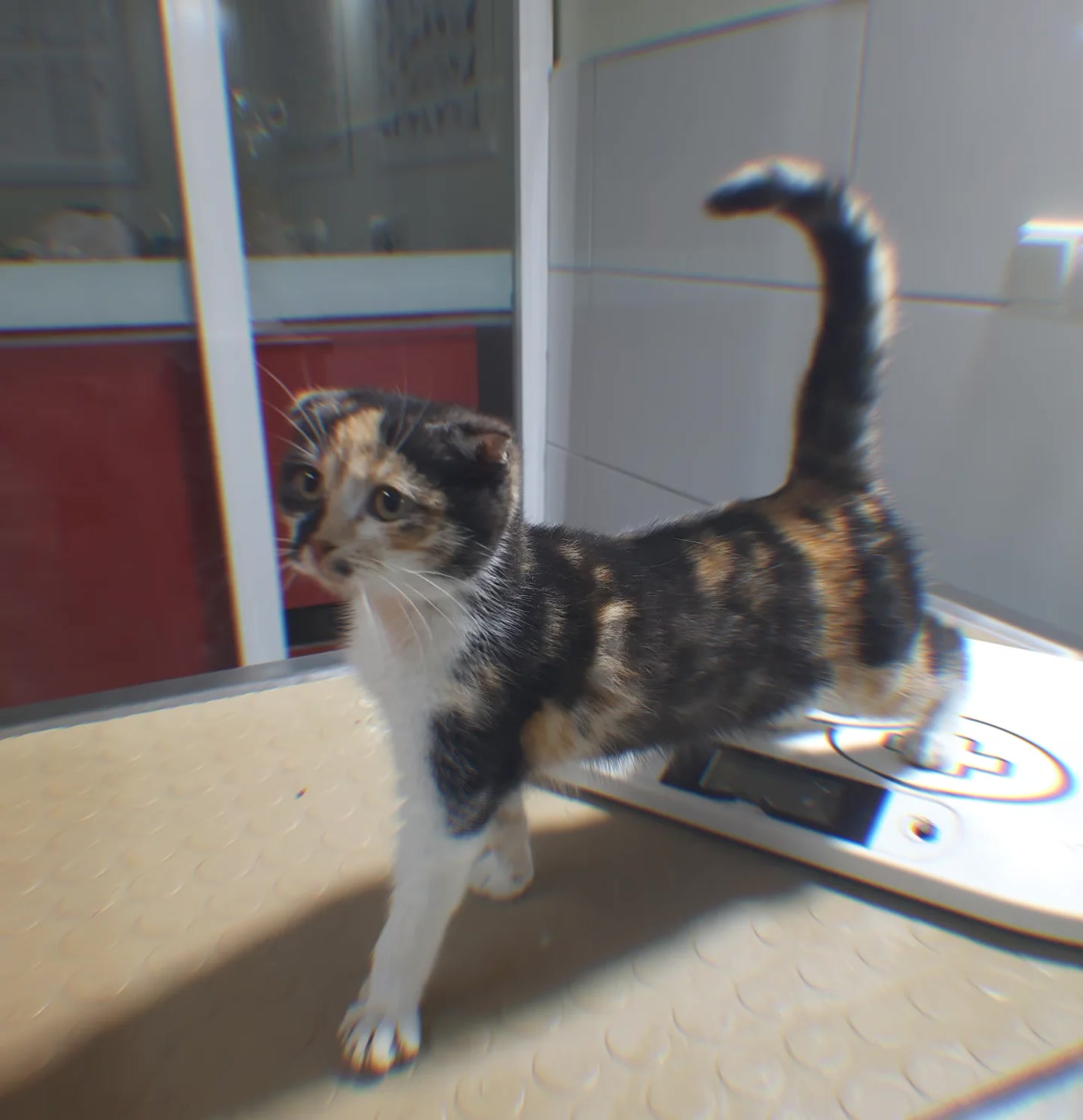 Tartıda tartılan kedi