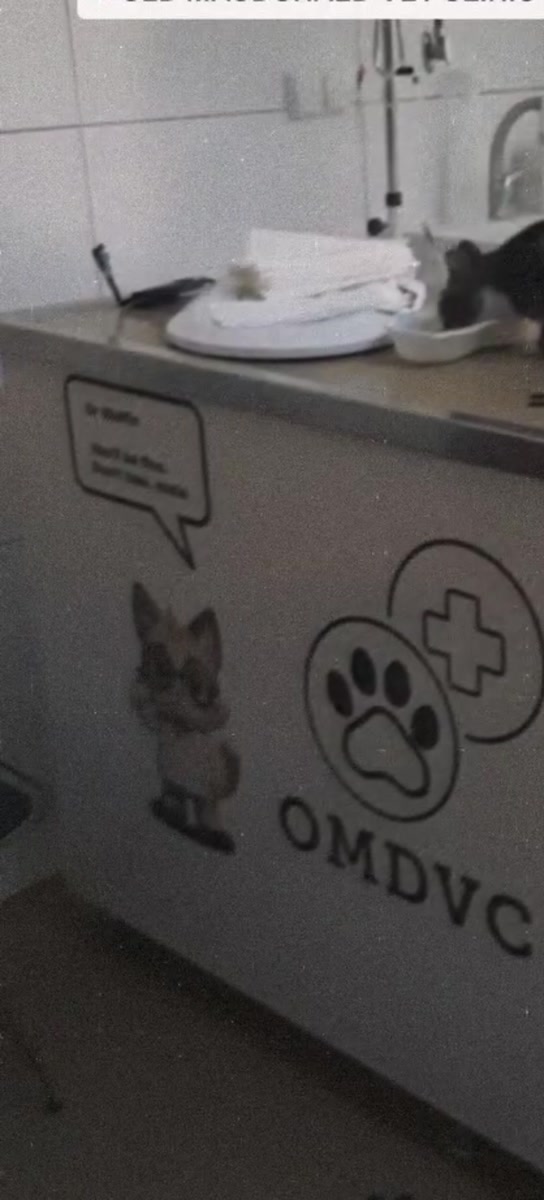 Klinik tezgahında bekleyen kedi